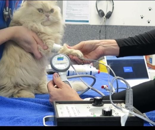 How to Performm A Blood Pressure Measurement In A Cat How to Performm A Blood Pressure Measurement In A Cat